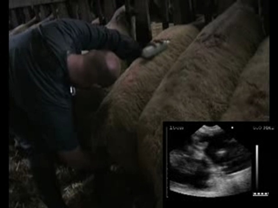 Brebis avec l'Agroscan A14