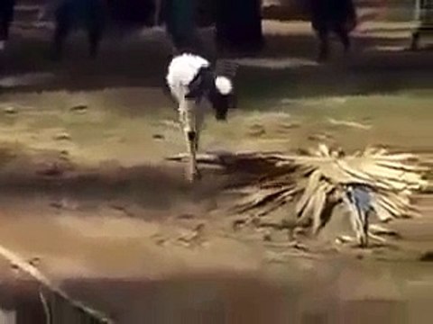 Allah ki Kudrat ki shaan Miracles of Allah A goat with just two legs walking and living