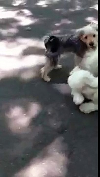 Leo Plays
