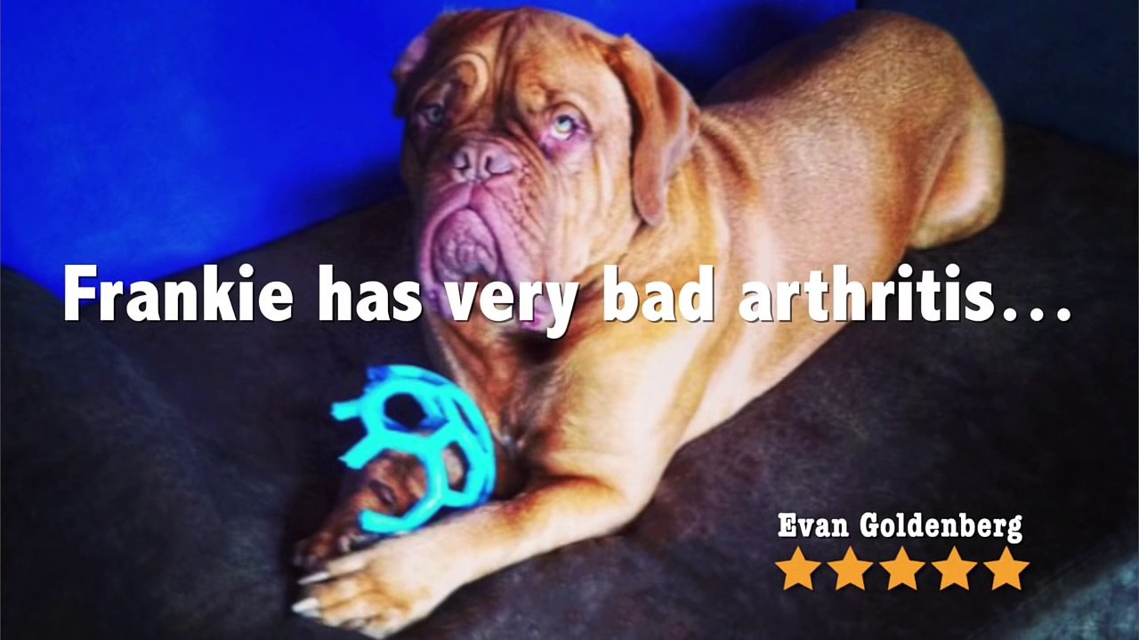 Canine Joint Disease vs. Big Barker Dog Beds