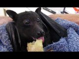 Lovable Bat Gets Startled When He Hears Rescuer's Voice