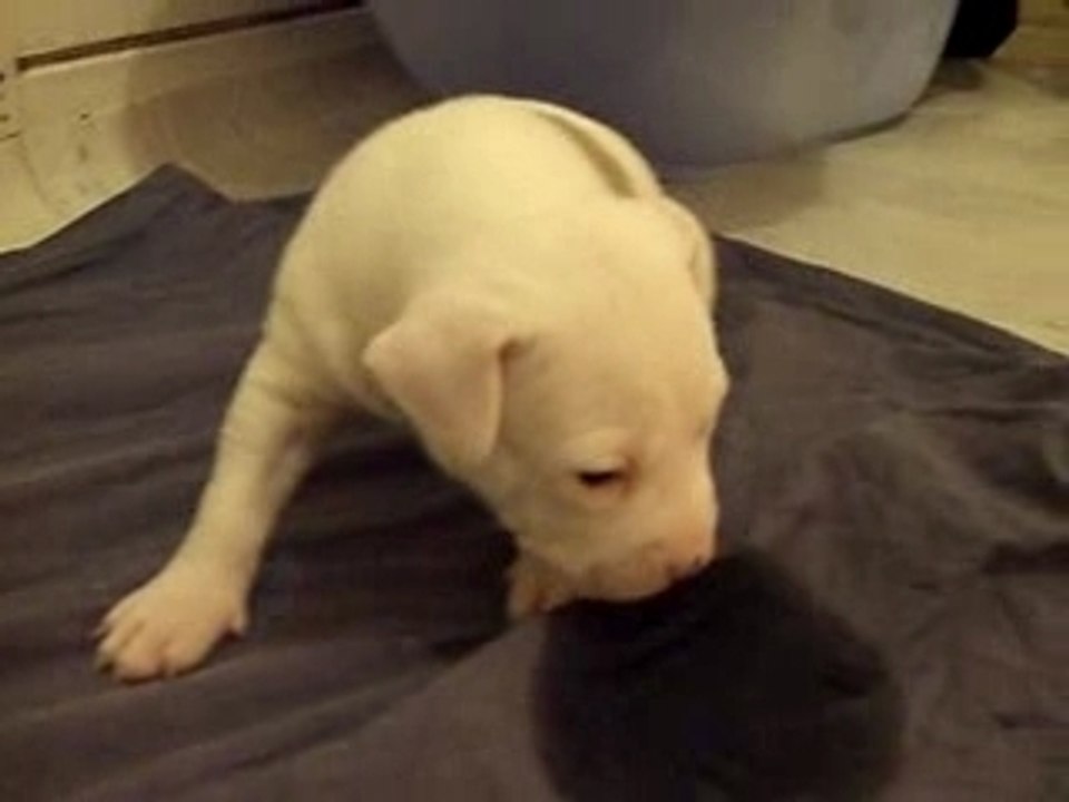 Femelle Blanche 2 tache le 01/11/07