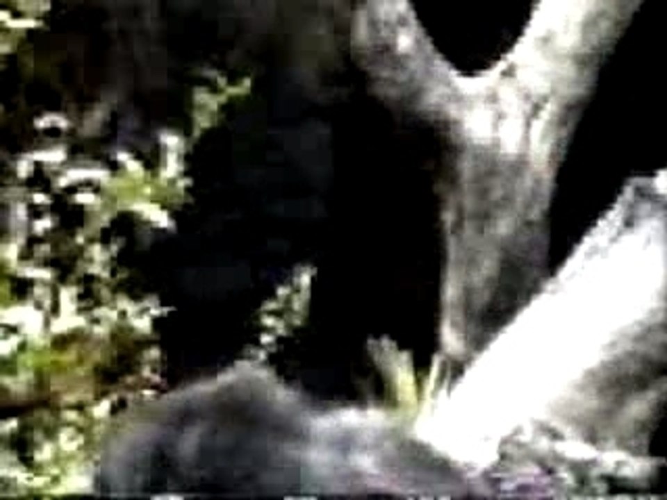 Singe2