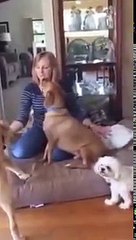 Big Barker Dog Bed Review: Nancy with Rocky, Riley, Cody, Morty & Maggie