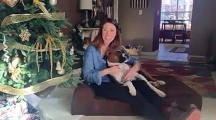 Big Barker Dog Bed Review: Megan & Tanner