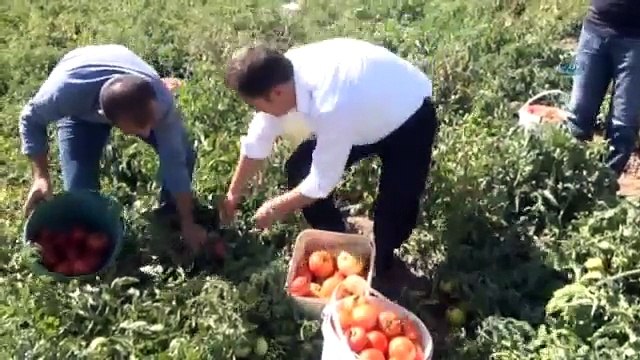 Bitlis’te Domates Bereketi