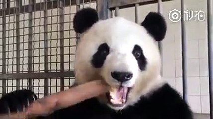 Have A Good Meal Time by Panda