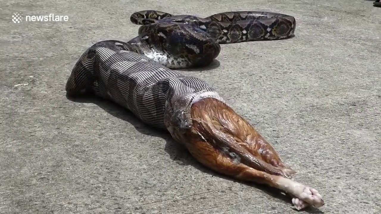 Ce python recrache le chat de la famille avalé en entier !