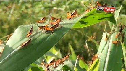 嚴重的災難 蝗蟲疫情