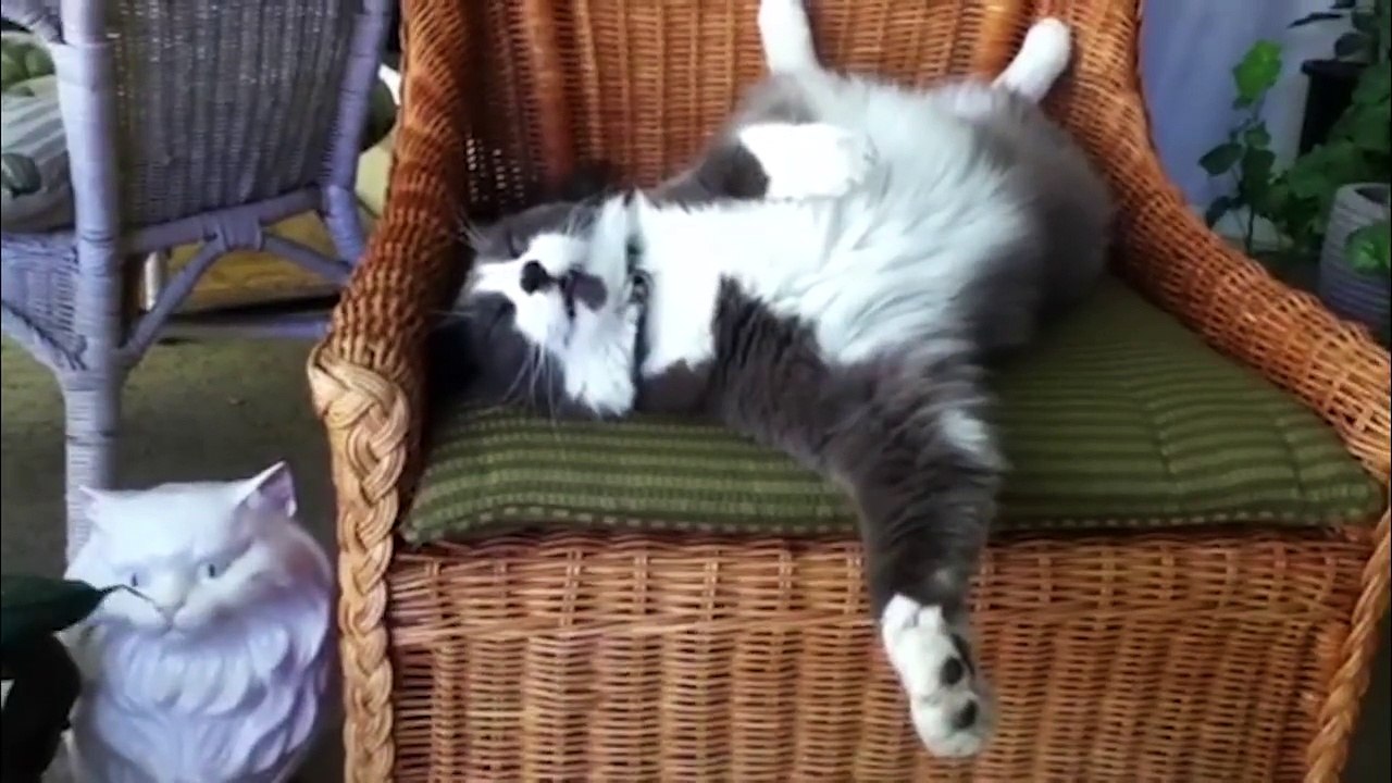 Funniest Animal Bloopers & Outtakes Compilation January 2017 | Funny Pet Videos