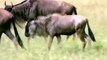 Hero mother Wildebeast! She is brave and this video make me feel happy
