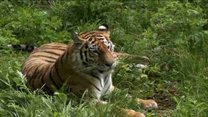 WWF to help reintroduce tigers to Kazakhstan