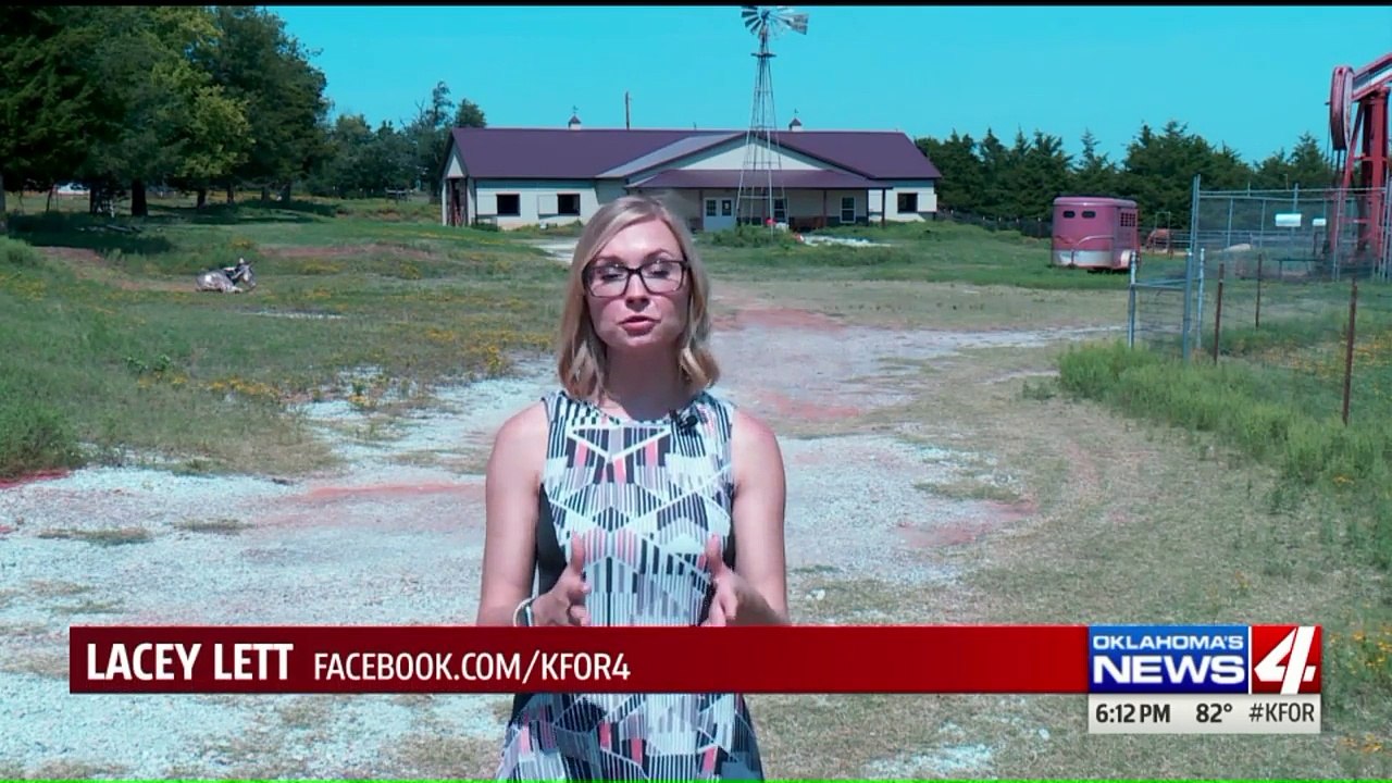 Rescue Shelter Seeing Trend in Number of People Taking in So-Called "Micro Pigs" as Pets