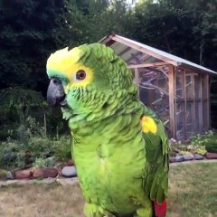 Amazon yellow head when you try to say something and get interrupted by a parrot