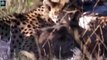 Most Amazing Wild Animals Attacks Wild Animal Fights Caught On Camera