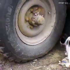 Burada bir fare kokusu alıyorum nerde bu lanet fare