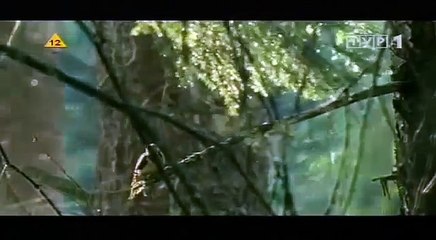 Documentary Ant Ants Documentary Channel Saga Prastarej Puszczy Opowie o mrwce