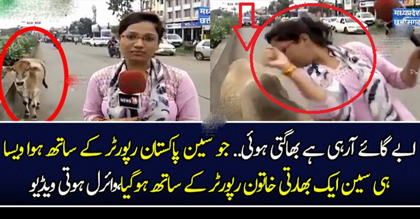 ابے گائے آرہی ہے بھاگتی ہوئی..جو سین پاکستان رپورٹر کے ساتھ ہوا ویسا ہی سین ایک بھارتی خاتون رپورٹر کے ساتھ ہوگیا،وائرل ہوتی ویڈیو