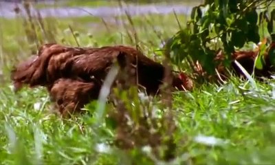 The Natural History of Chickens (Nature Documentary)