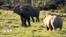 야생 동물 싸움 ✫ 최고의 전투 코뿔소 ✫ 큰 동물의 공격 ✫ 코끼리 vs 코뿔소 vs 물소.