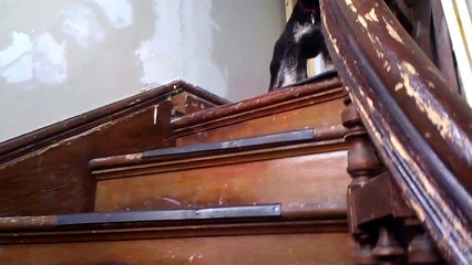 Dog Scared Of Stairs