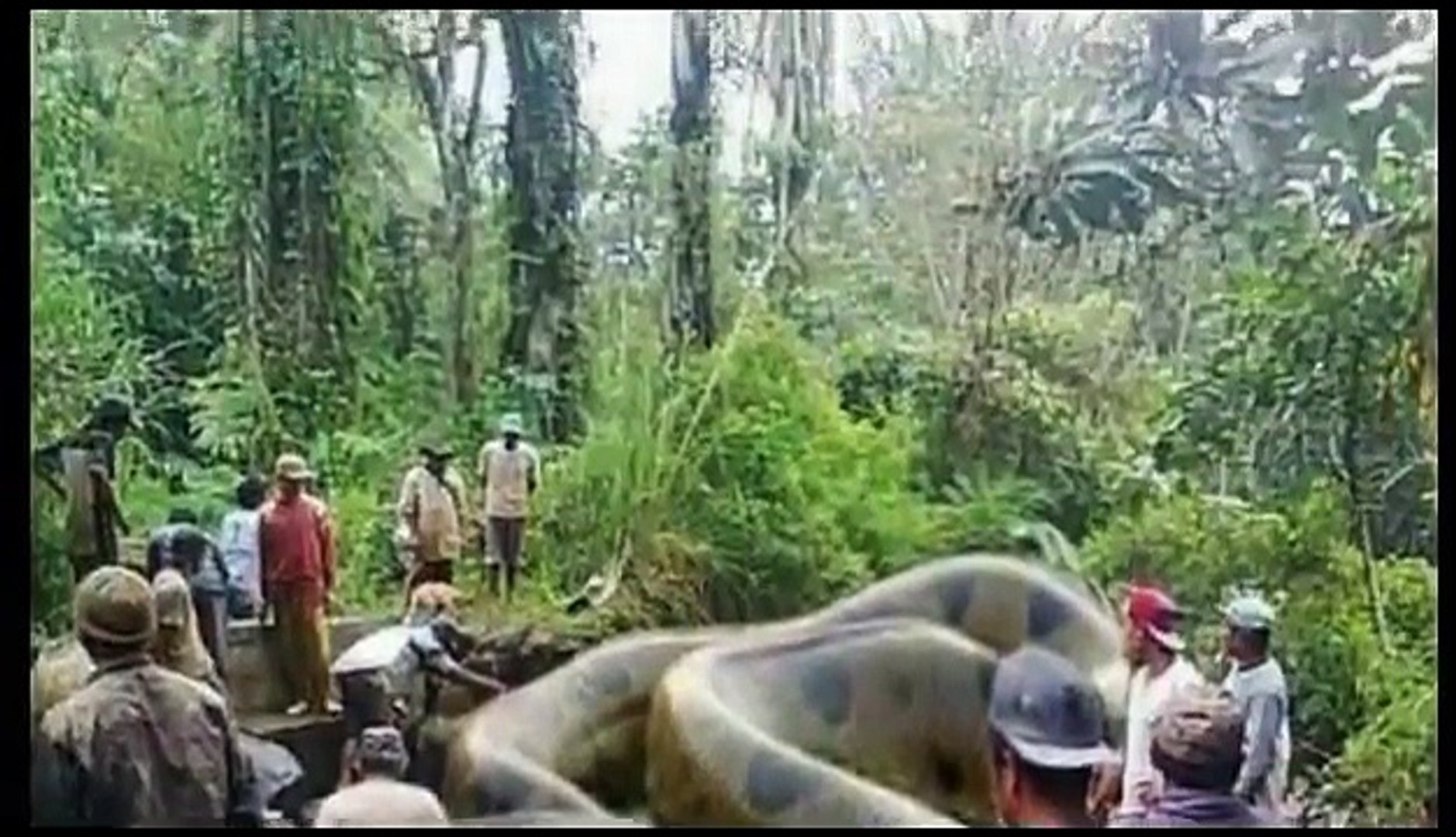 World Biggest Snake Anaconda Found In America S Amazon River Video Dailymotion