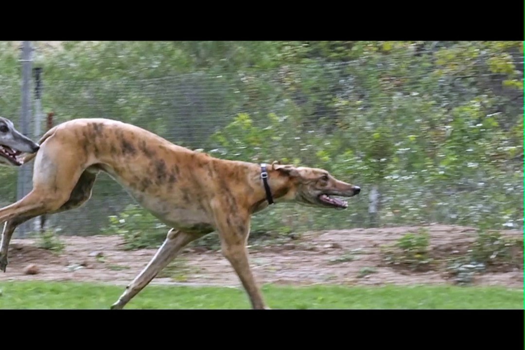 Greyhound Adoption Ad