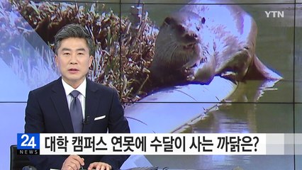 대학 캠퍼스 연못에 수달이 사는 까닭은? / YTN (Yes! Top News)