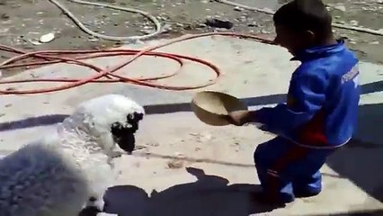 خروف يتحدا ولد