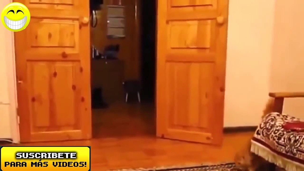 Cat Lovers Maniacs | Gatitos Graciosos | Gatos Lindos | Colección de Gatos Graciosos | Beatuful Cats | Fun Cats | Vol. 4