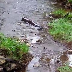Strange animal in fountain