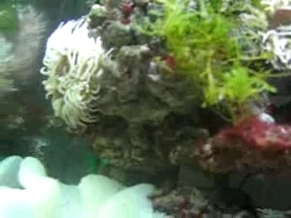 Mon ptit bout de récif