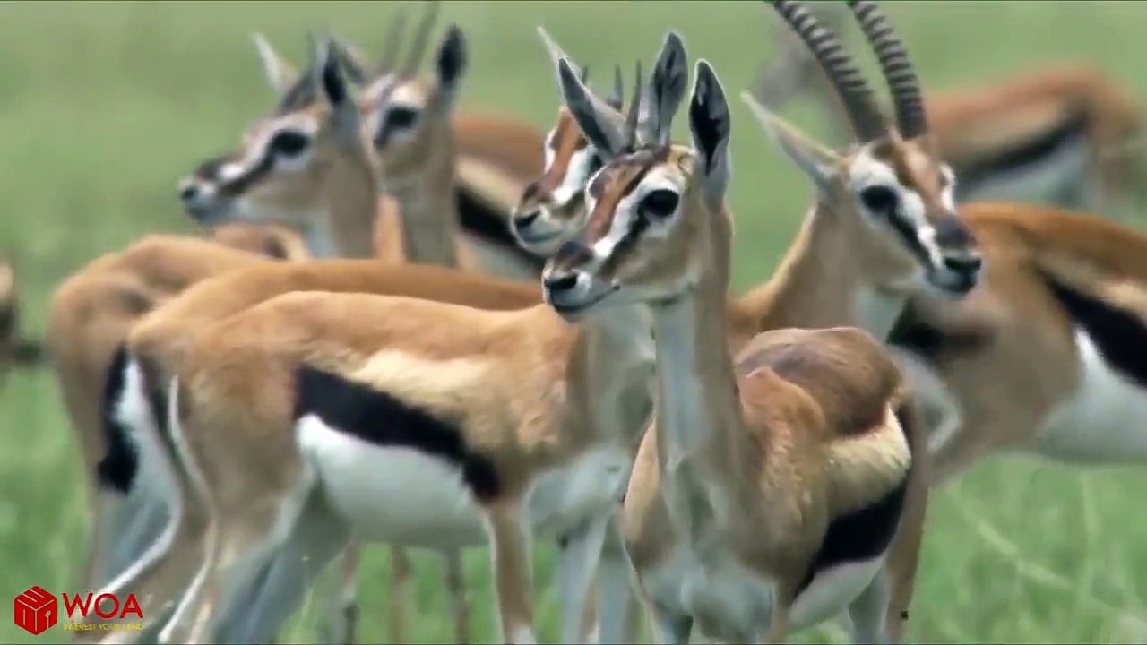 Amazing Baboons Save Impala From Cheetah Attack In