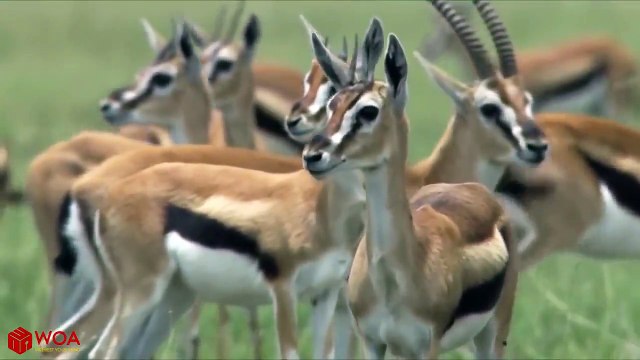 Amazing Baboons Save Impala From Cheetah Attack In