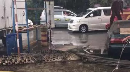 Monster! Giant Crocodile Caught In Malaysia