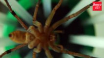 'Örümcek yakalayıcı' korkulara barışçıl çözüm getirecek