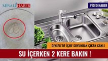 DENİZLİDE MUSLUKTAN ÇIKAN PARAZİT VATANDAŞI KORKUTTU