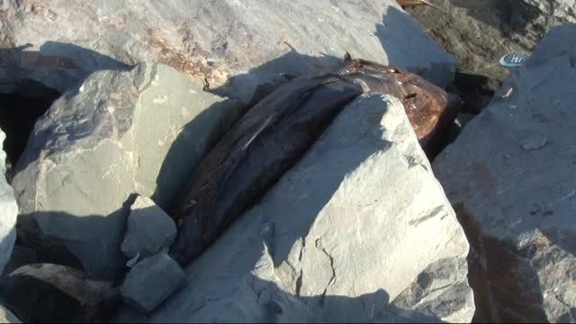 Gürpınar Sahiline Atılan Orkinos Balıklarının Yaydığı Koku Vatandaşları Rahatsız Ediyor