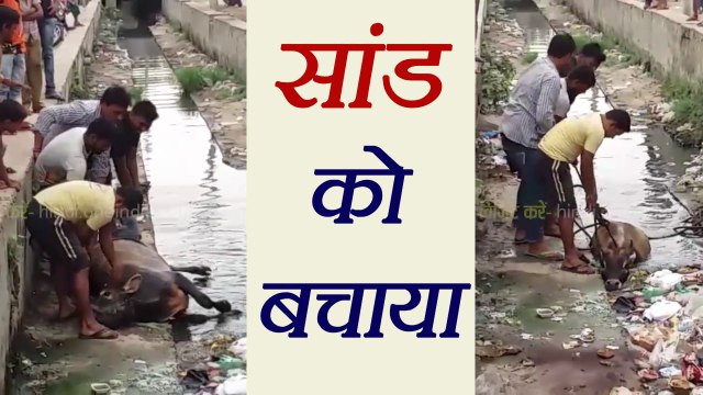 Uttar Pradesh के नौजवान, सांड को बचाने उतरे नाले में; Watch Viral Video | वनइंडिया हिंदी