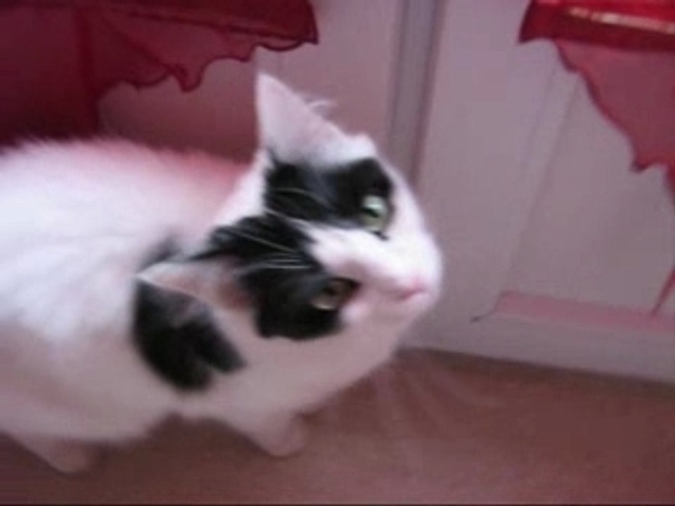 chat fou ou maitre fou?