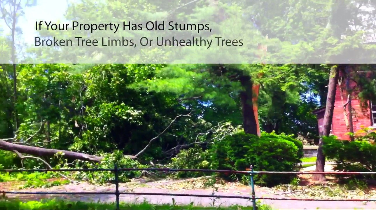Carmichael Tree Removal