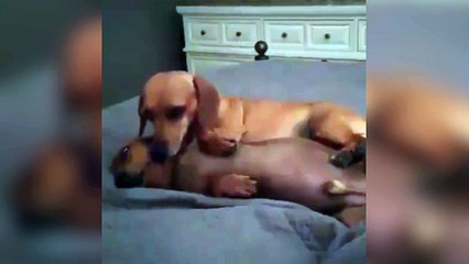 Ce chien adore faire des bisous !