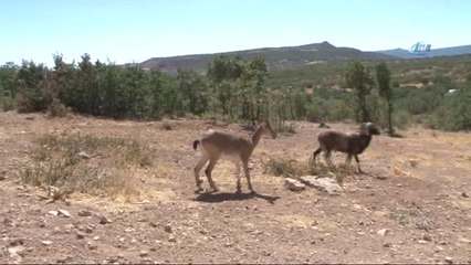 Malatya'da Ceylan Üretim İstasyonu İlgi Görüyor