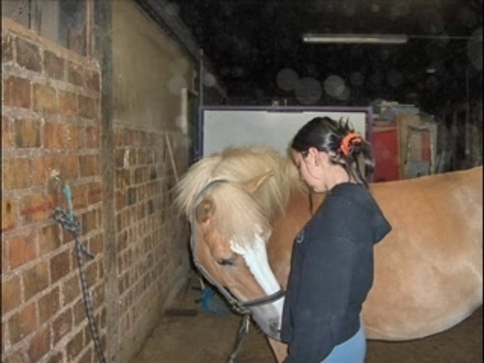 My horses
