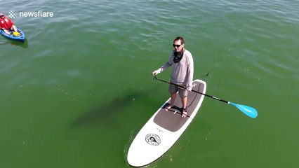 Shark swims right below kayakers in California