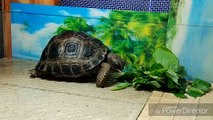 (亞達伯拉象龜Aldabra Giant Tortoise)日常餵食食材:番薯葉，狗肝菜，朴樹葉和苣蕒菜