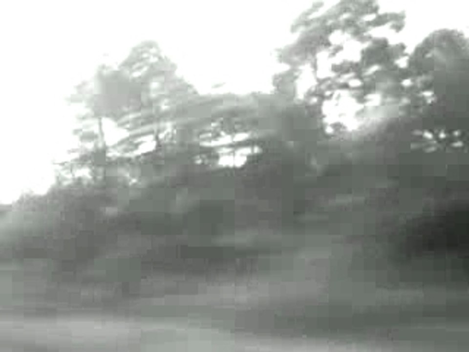 Forêt