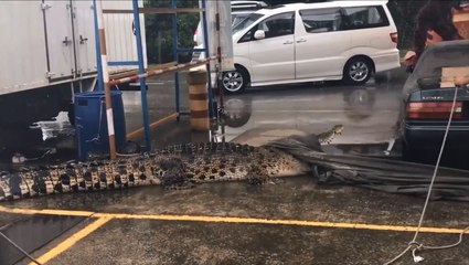 Des pompiers tente d’attraper un énorme crocodile.