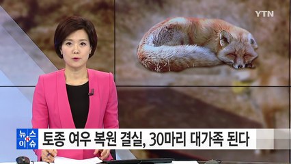 토종 여우 복원 결실...30마리 대가족 된다 / YTN (Yes! Top News)