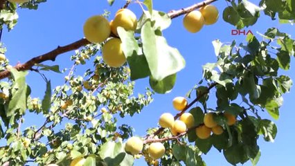 Erzincan'da Eylülde Kayısı Üretimi